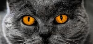 devenir hypnotiseur